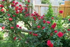 Roses-Misc-2012-05-11-256