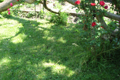 Roses-Misc-2012-05-11-289