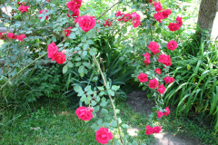 Roses-Misc-2012-05-11-297