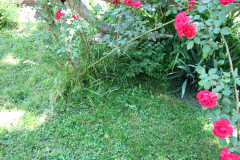 Roses-Misc-2012-05-11-306