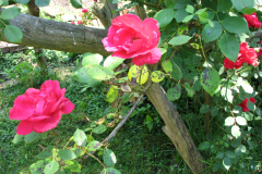 Roses-Misc-2012-05-11-333