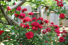 Roses-Misc-2012-05-11-342