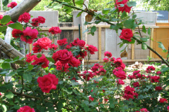 Roses-Misc-2012-05-11-343