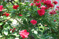 Roses-Misc-2012-05-11-349