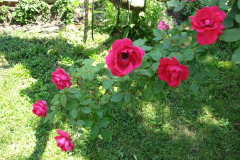 Roses-Misc-2012-05-11-351