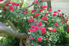 Roses-Misc-2012-05-11-368