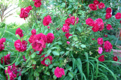 Roses-Misc-2012-05-11-4