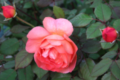 Roses-Misc-2012-05-11-44