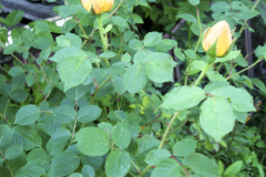 Roses-Misc-2012-05-11-59
