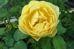 Roses-Misc-2012-05-11-63