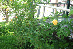 Roses-Misc-2012-05-11-80