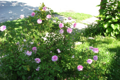 Roses-Misc-2012-05-11-92