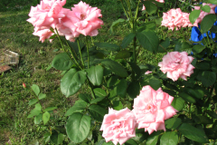 Roses-Misc-202
