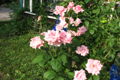 Roses-Misc-204