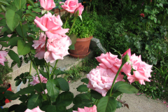 Roses-Misc-211