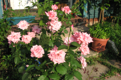 Roses-Misc-215
