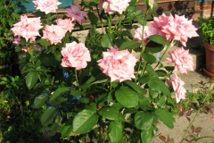 Roses-Misc-218