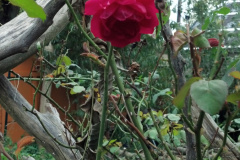 Roses-Misc-22
