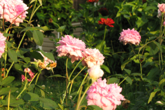 Roses-Misc-223