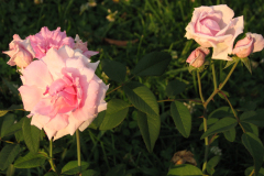 Roses-Misc-228