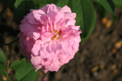 Roses-Misc-230