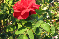 Roses-Misc-233