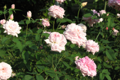 Roses-Misc-237