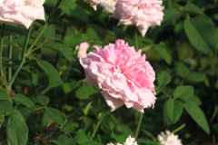 Roses-Misc-239
