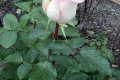 Roses-Misc-24