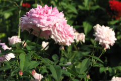 Roses-Misc-240