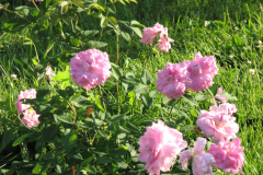 Roses-Misc-243