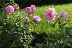 Roses-Misc-245
