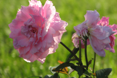 Roses-Misc-246