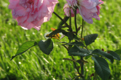 Roses-Misc-248