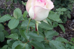 Roses-Misc-25
