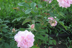 Roses-Misc-255
