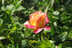 Roses-Misc-266