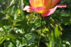 Roses-Misc-268
