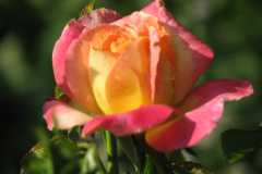 Roses-Misc-271