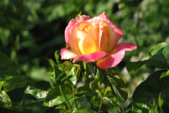 Roses-Misc-274