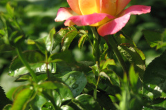 Roses-Misc-276