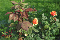 Roses-Misc-292