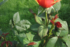 Roses-Misc-293