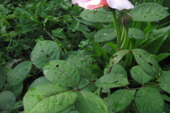Roses-Misc-298