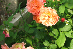 Roses-Misc-3-10
