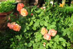 Roses-Misc-3-11