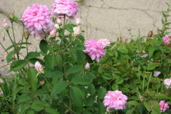 Roses-Misc-3-111