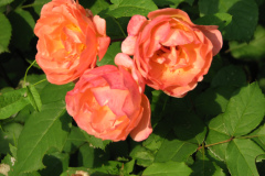 Roses-Misc-3-12