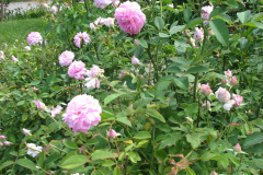 Roses-Misc-3-150