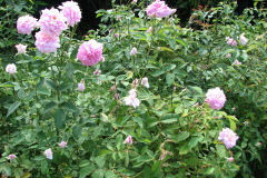Roses-Misc-3-154